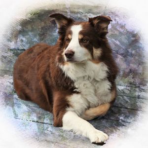 Meet your Posher, Sandy