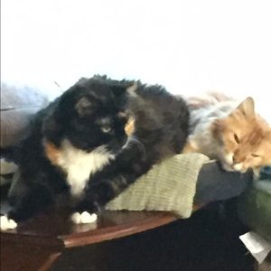 Meet your Posher, Noel