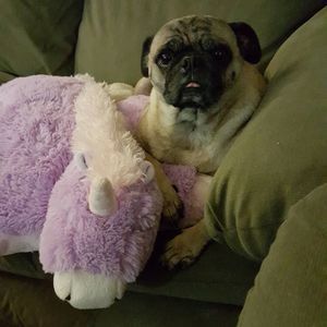 Meet your Posher, Suzanne