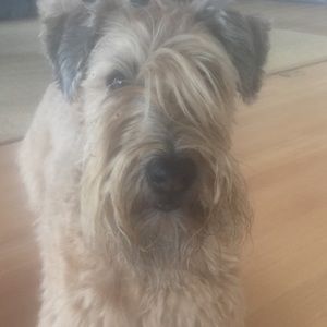 Meet your Posher, Coralie