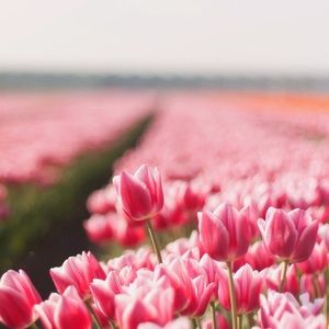 Meet your Posher, Paige