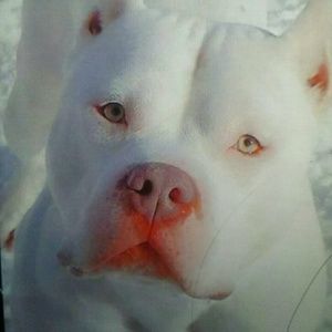 Meet your Posher, Shampayne