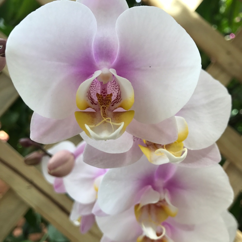 Meet your Posher, Kiah