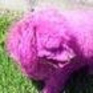 Meet your Posher, Barbara