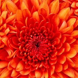 Meet your Posher, Chassidy