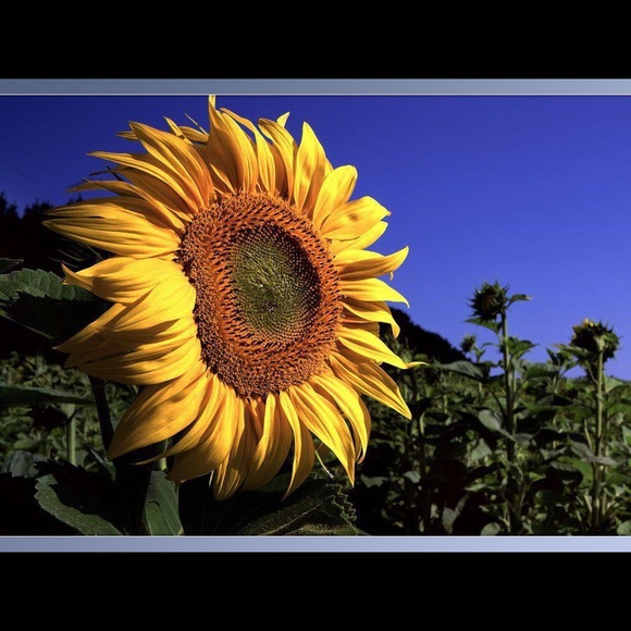 Meet your Posher, Samantha - Picture 3 of 4