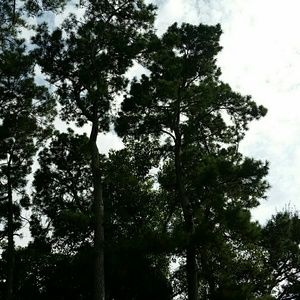 Meet your Posher, Roxanne