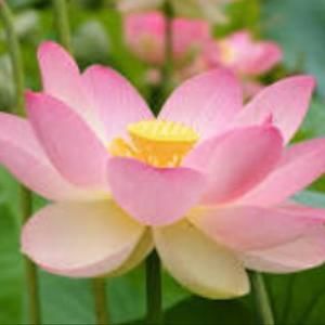 Meet your Posher, Carol