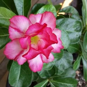 Meet your Posher, Sonia