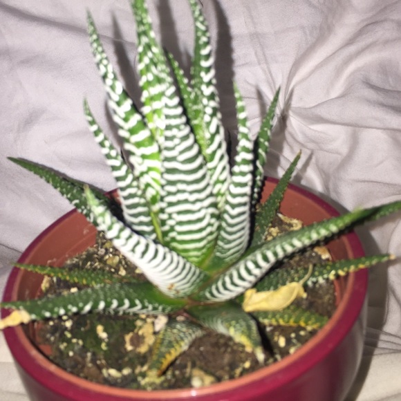 This plant - Picture 2 of 3