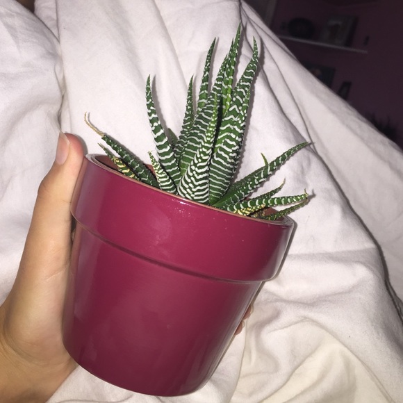 This plant - Picture 3 of 3