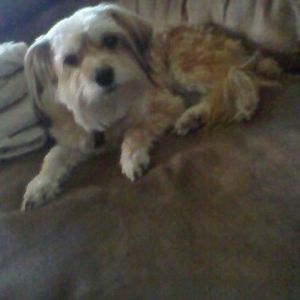 Meet your Posher, Merry