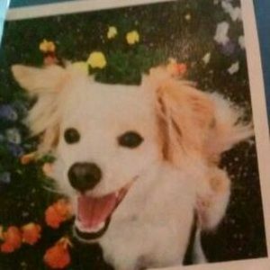 Meet your Posher, Tessa