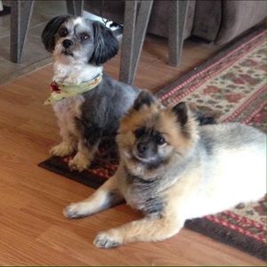 Meet your Posher, Terry