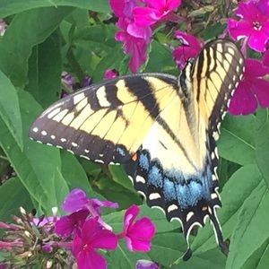 Meet your Posher, Debbie