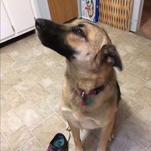 Meet your Posher, Shane