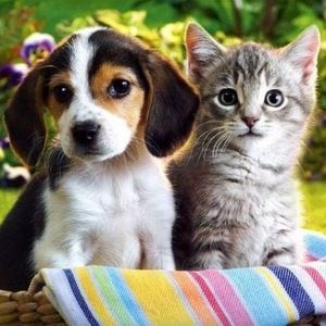 Meet your Posher, Sasha