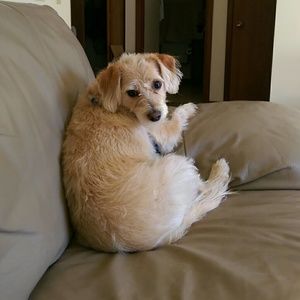 Meet your Posher, Renee