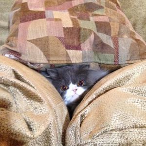 Meet your Posher, Madison