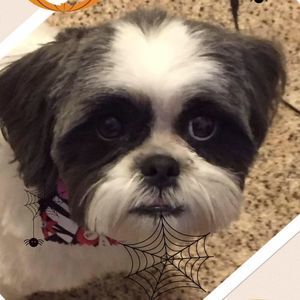 Meet your Posher, Barb