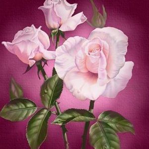 Meet your Posher, Steph