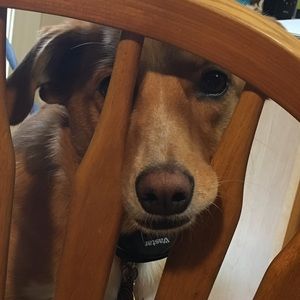 Meet your Posher, Tracey