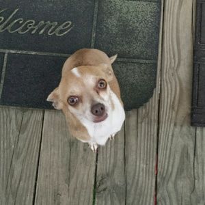 Meet your Posher, Pam