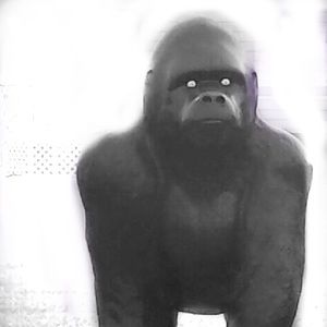 Meet your Posher, Chad