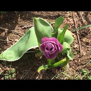 Meet your Posher, Donna