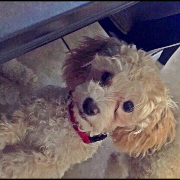 Meet your Posher, Vanessa