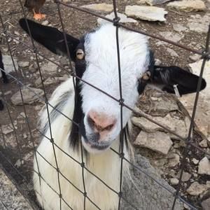 Meet your Posher, Jenny