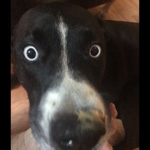 Meet your Posher, Chanel