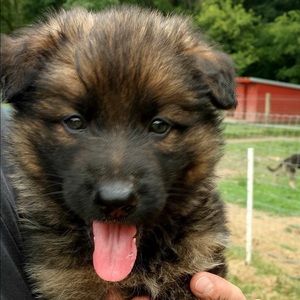 Meet your Posher, Chas