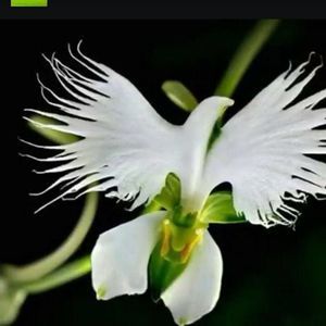 Meet your Posher, Adela c.