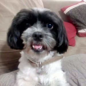 Meet your Posher, Maya