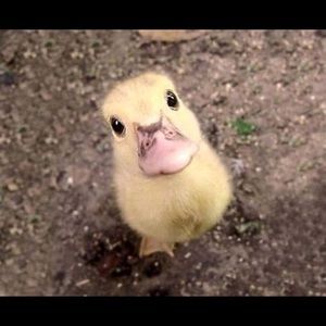 Meet your Posher, Cathy