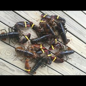 Meet your Posher, Whitney