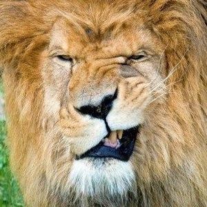 Meet your Posher, Dottie