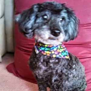 Meet your Posher, Debbie