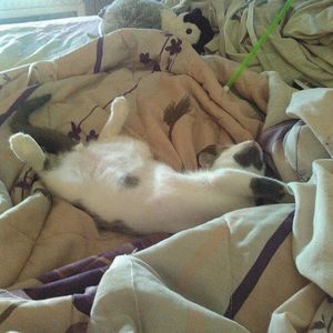 Meet your Posher, Lisa