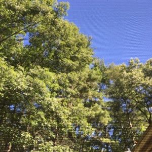 Meet your Posher, Abby