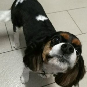 Meet your Posher, Casey