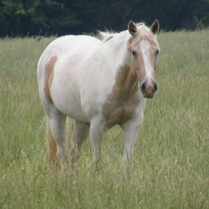 Meet your Posher, Peggy