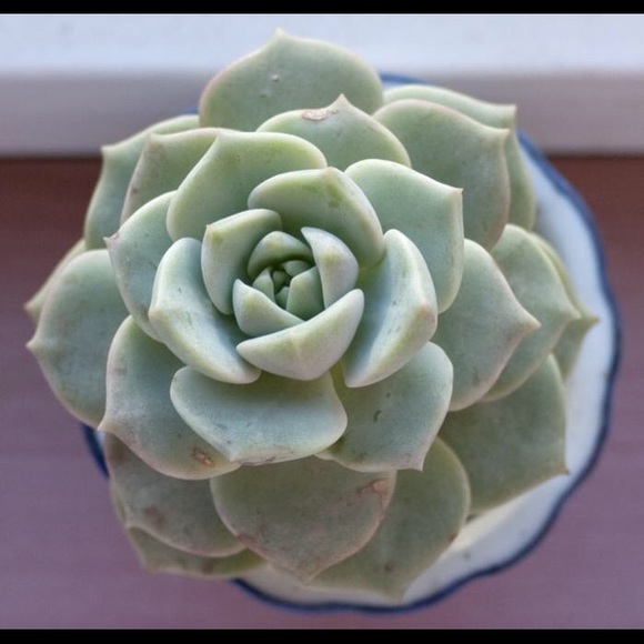 Meet your Posher, Virghinya - Picture 3 of 3