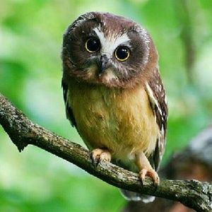 Meet your Posher, Alexa