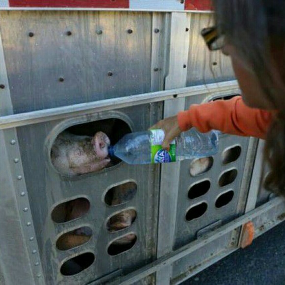 Why Am I a Vegan? - Picture 5 of 8