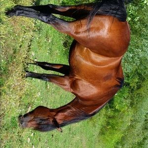 Meet your Posher, Bailley