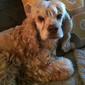 Meet your Posher, Adam