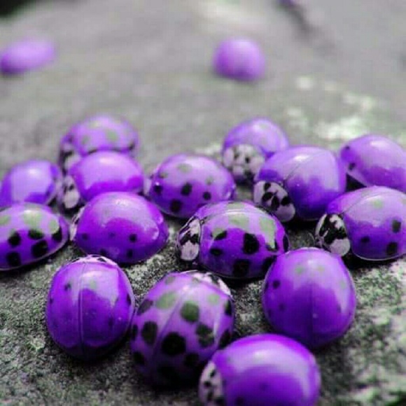 Meet your Posher, Marilyn