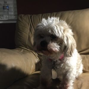 Meet your Posher, Frances